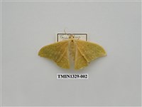 藏品(尺蠖蛾科)的圖片